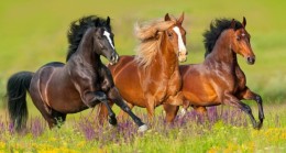 Atlarda görülen EHV-1 virüsü küresel salgın riski taşıyor