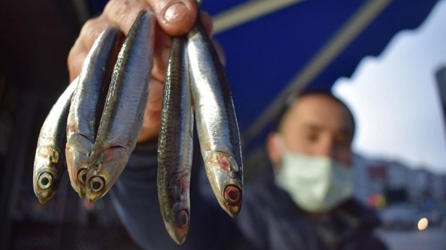 Batı Karadeniz’de hamsi avcılığı yavaşladı, tezgaha fiyat artışı yansıdı