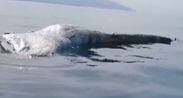 İskenderun Körfezi’ndeki ölü balina yavrusu kıyıya vurdu