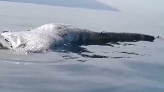 İskenderun Körfezi’ndeki ölü balina yavrusu kıyıya vurdu