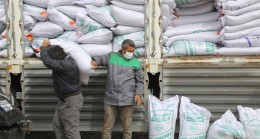 Konya’da 200 ton sertifikalı yerli mercimek tohumu dağıtıldı