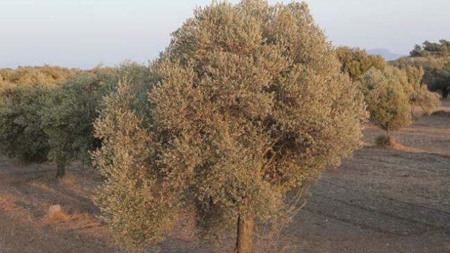 Orhangazi’de 1275 metrekare zeytinlik icradan satılacak