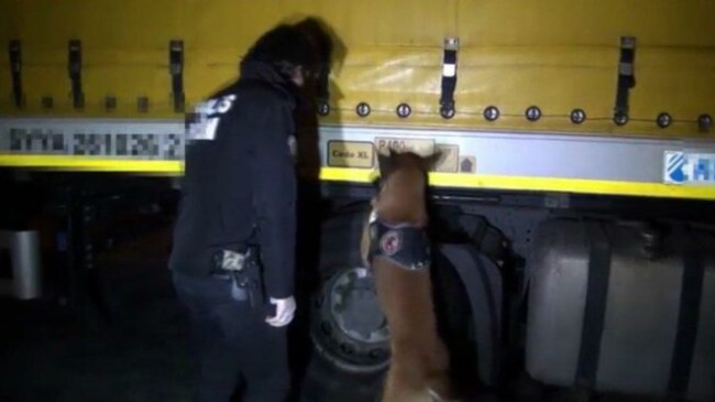 Yüzbinlerce uyuşturucu hapı dedektör köpek ‘Fırtına’ buldu