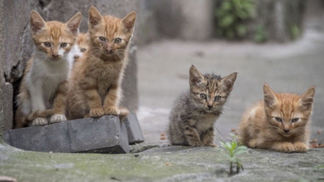 Ataşehir’de birçok kedi, gözleri oyulmuş şekilde bulundu